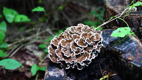 Closeup-video-of-brown-and-white-fungus-on-a-tree-stump-in-Louisiana