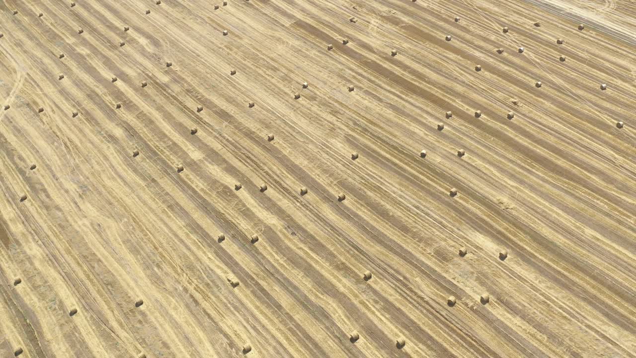 subiendo sobre el campo cosechado de trigo 4k imágenes