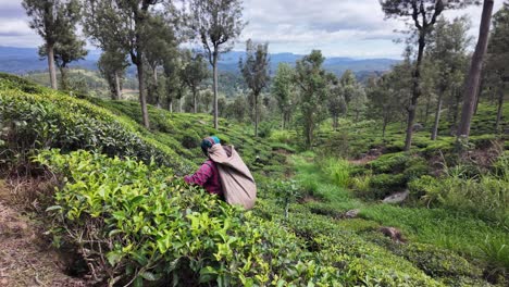 a tea picker carefully gathers fresh leaves on the hillside fields of a lush tea plantation in bandarawela, sri lanka. slow motion
