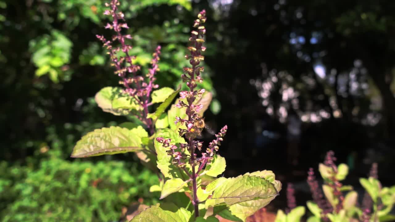 Primer plano medio de una abeja recolectando néctar de altas espigas de flores moradas en un jardín soleado con un suave follaje verde de fondo