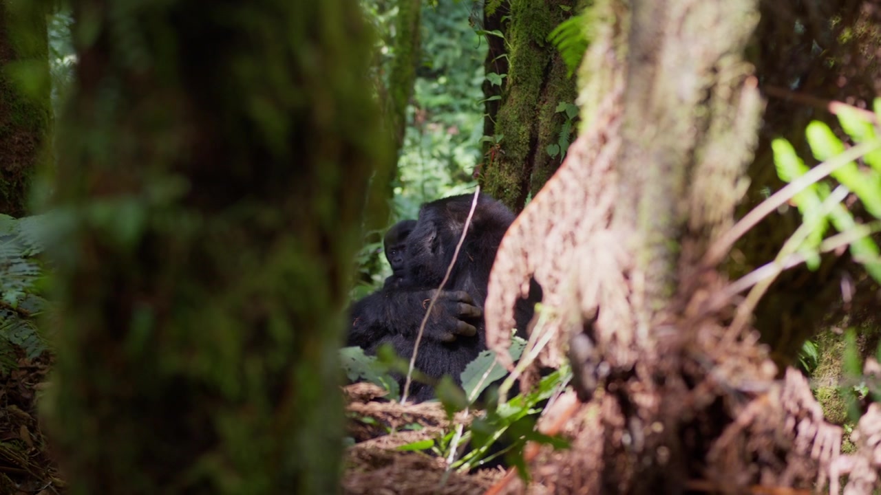 Gorilla di montagna si muove attraverso una fitta foresta afromontana, parzialmente nascosto da tronchi muschiosi e fogliame a Bwindi, Uganda occidentale, Africa, ripresa in movimento con teleobiettivo