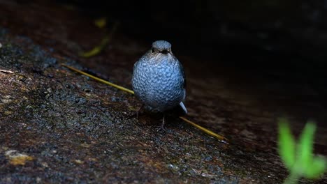 Dieser-Weibliche-Rotschwänzchen-Ist-Nicht-So-Farbenfroh-Wie-Das-Männchen,-Aber-Sicher-So-Flauschig-Wie-Ein-Knäuel-Eines-Niedlichen-Vogels