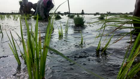 Mujer-Plantando-árboles-De-Arroz-En-Las-Tierras-De-Cultivo-Que-Se-Llenaron-De-Agua