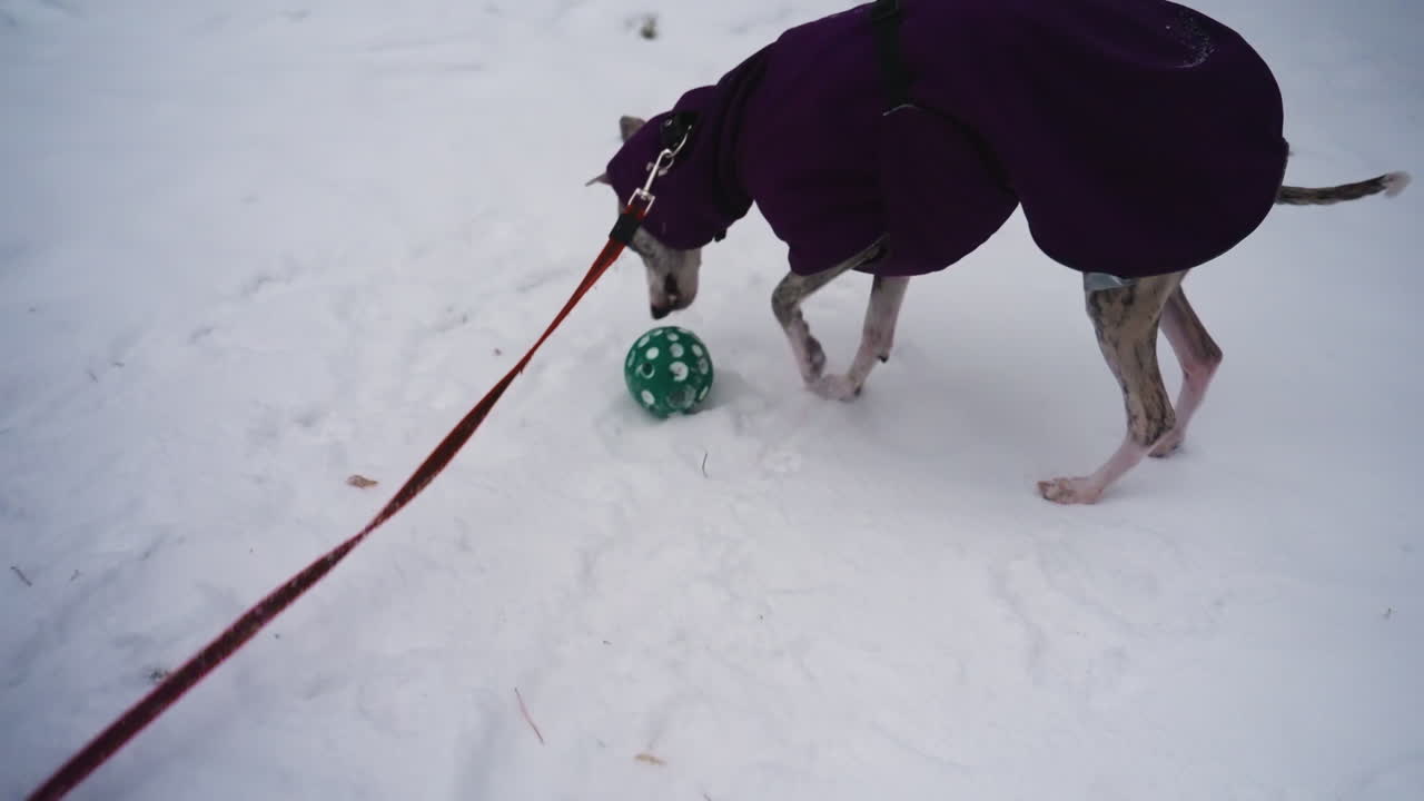 Whippet dog in purple coat sniffs snowy ground near green ball, attached to red leash during winter walk. Scene captures playful curiosity and energy of dog exploring white landscape on cold outdoor path