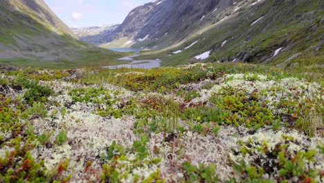 alpine meadow landscape with lake and mountains