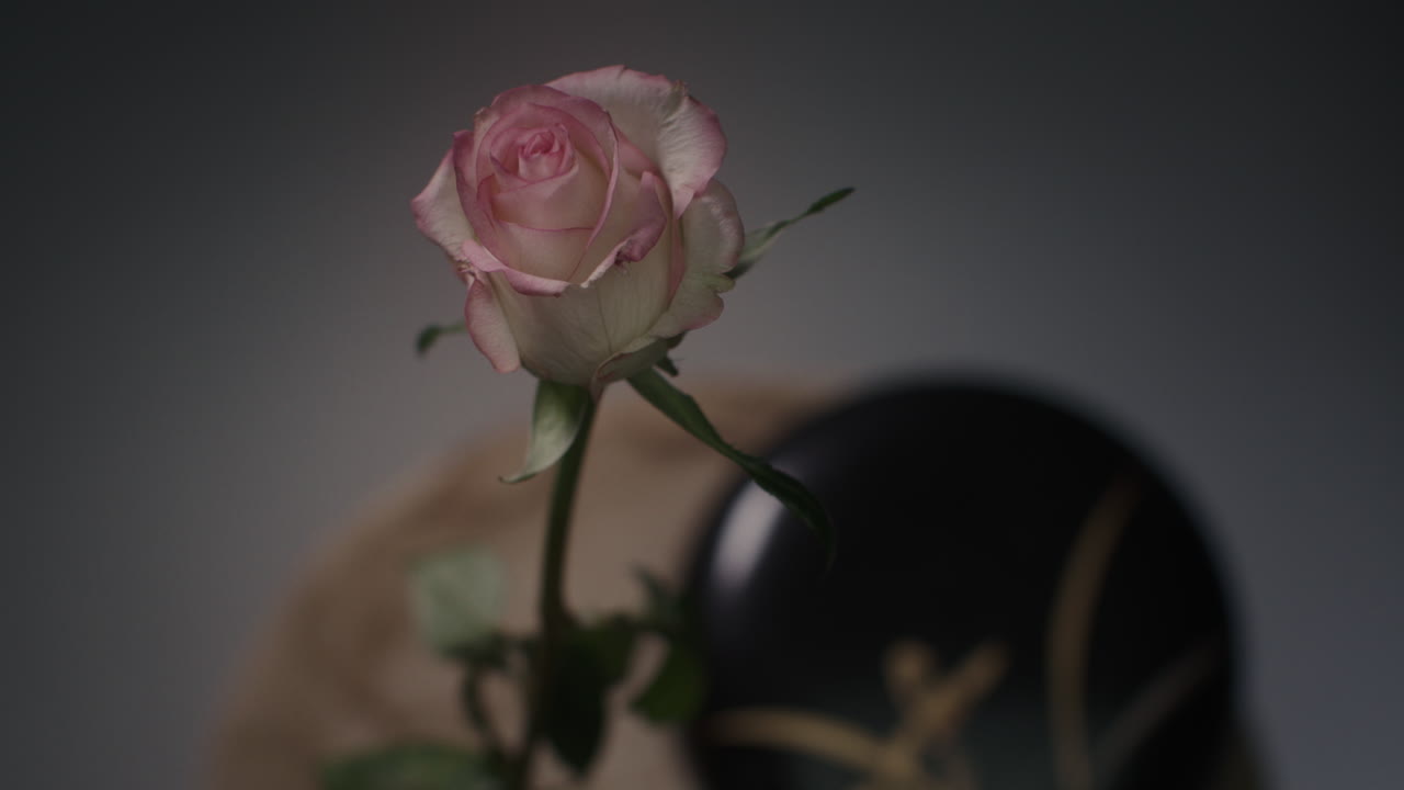 A single rose withers in a vase timelapse