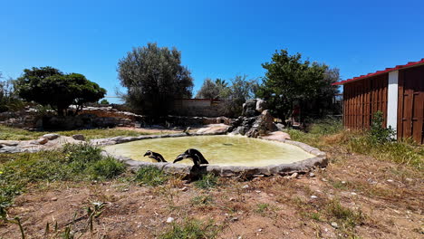 Fotografía-De-Dos-Pingüinos-Africanos-Saliendo-De-Un-Estanque-En-El-Parque-Zoológico-De-Ática,-Grecia,-En-Un-Día-Soleado.