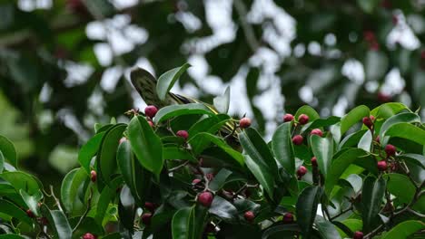 alcanzando una fruta madura y luego se va, paloma verde de pico grueso treron curvirostra, tailandia