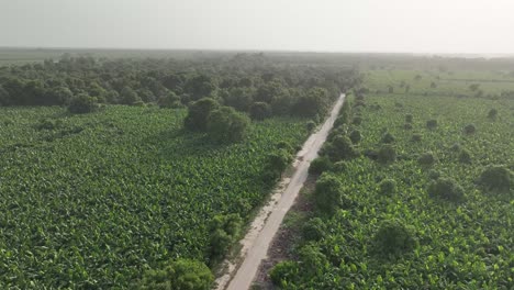 aerial view of large mango farm in mirpur khas sindh in karachi