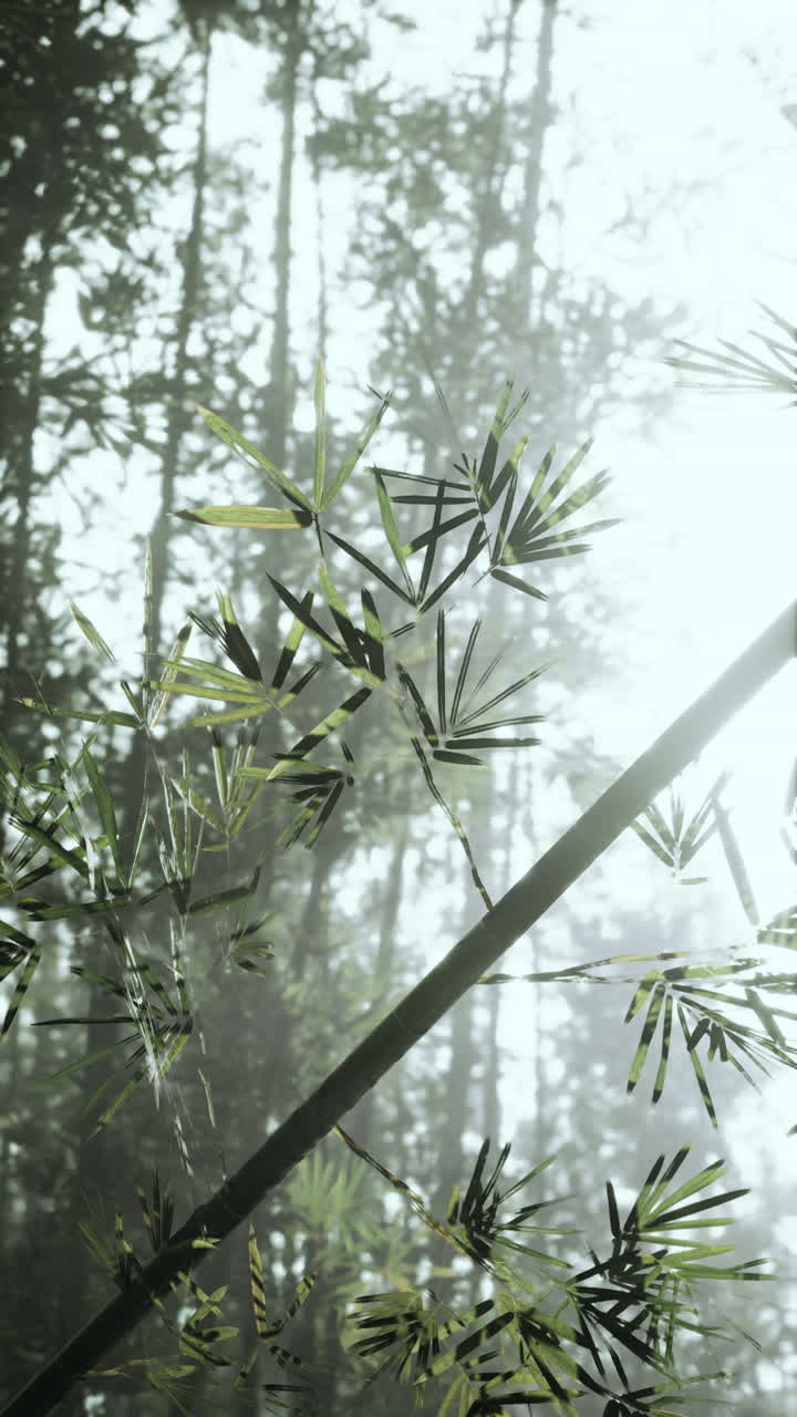 un primer plano del bosque de bambú