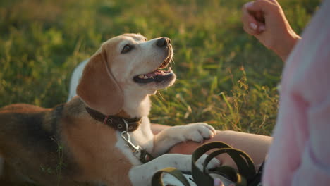 perro beagle mirando atentamente a su dueño al aire libre, enfocando la mirada atenta mientras el dueño hace gestos, creando un momento íntimo de conexión, comunicación y entrenamiento, hierba en el fondo