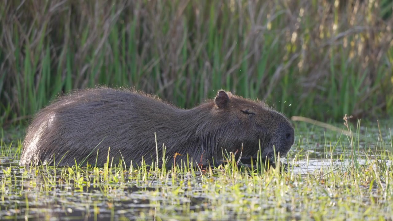 Kapivar bevæger sig langsomt gennem lavt marskvand, delvist nedsænket blandt høje græsser i blødt lys, nyttigt til dyrelivs- eller sydamerikanske naturscener