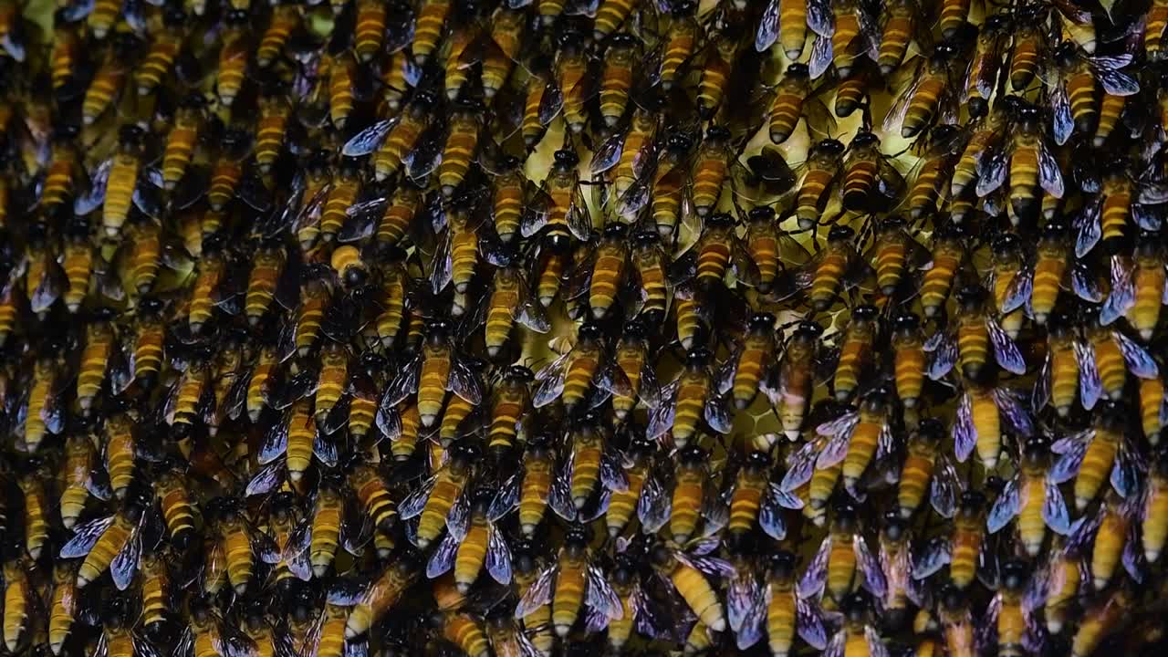 se sabe que las abejas melíferas gigantes construyen grandes colonias de nidos con bolsillos simétricos hechos de cera para almacenar miel como fuente de alimento.