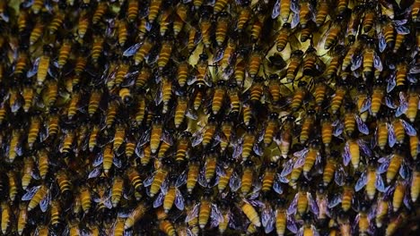 Se-Sabe-Que-Las-Abejas-Melíferas-Gigantes-Construyen-Grandes-Colonias-De-Nidos-Con-Bolsillos-Simétricos-Hechos-De-Cera-Para-Almacenar-Miel-Como-Fuente-De-Alimento.