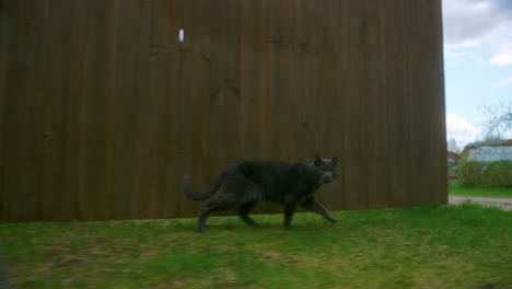 portrait of an old black cat walking on green lawn yard at daytime