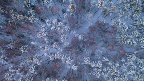 aerial: flying forward above the snowy pine tree tops