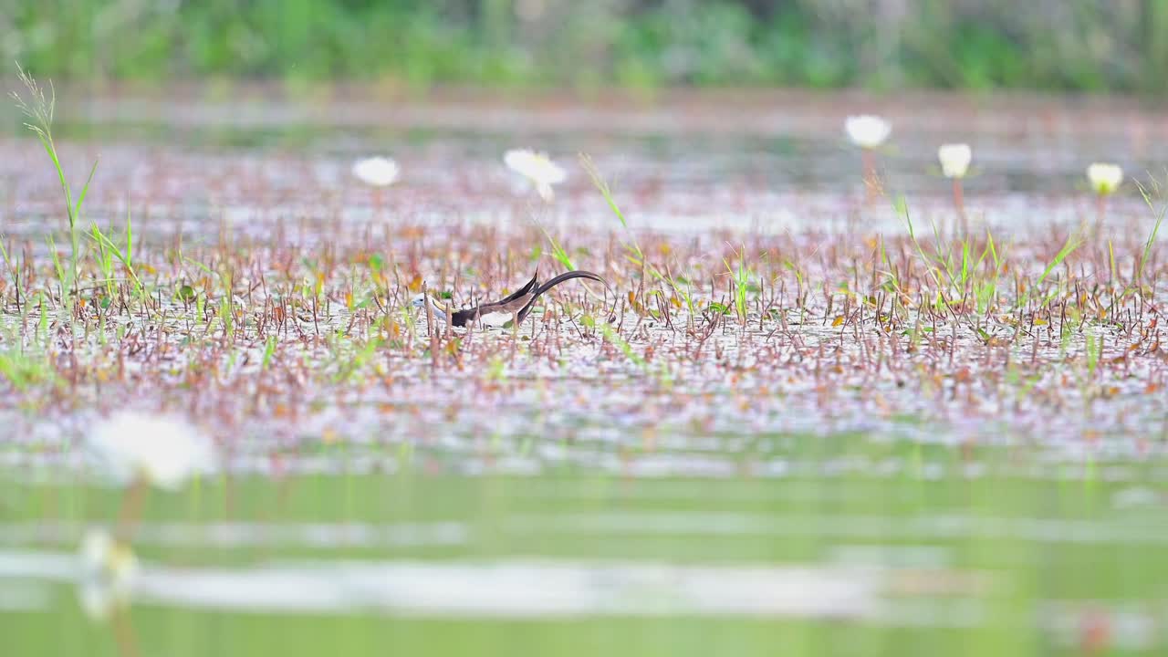아침에 먹이를 먹는 파산  ⁇ 리 자카나