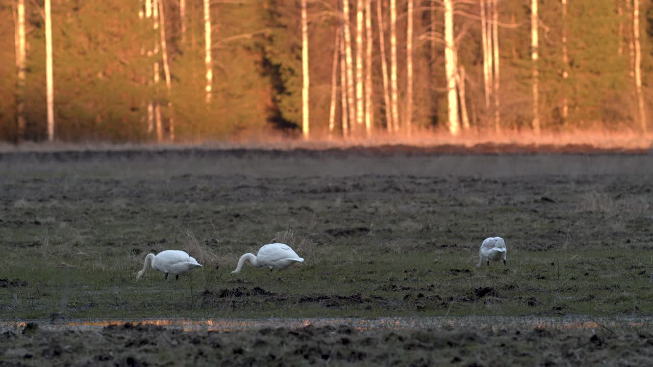 황금시간대에 이른 봄에 들판에서 먹이를 찾는 백조