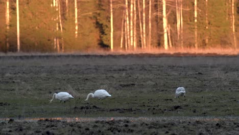 Singschwäne,-Die-Im-Frühjahr-In-Der-Goldenen-Stunde-Auf-Dem-Feld-Nach-Nahrung-Suchen