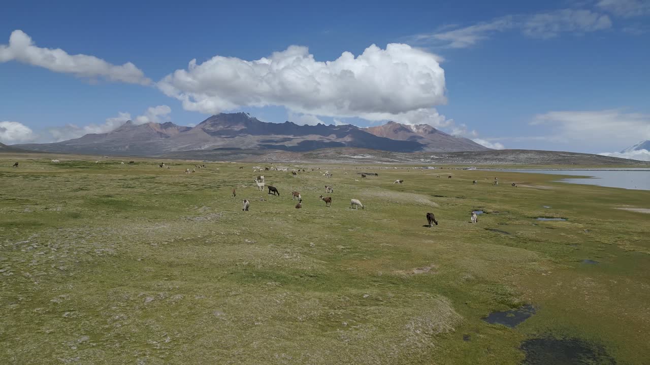 Drone shot showcasing the unique fauna and vegetation of Salar de Aguada Blanca, with the majestic mountains and the salt flats in the background.