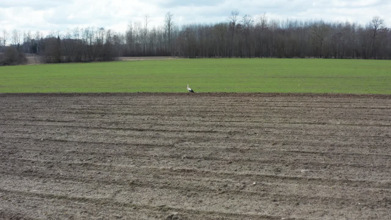 천천히 공중으로 다가오는 혼자 백조는 경작된 에서 먹이를 찾습니다.
