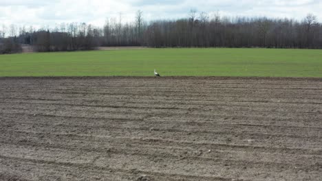 Slow-aerial-approach-toward-alone-white-stork-search-food-on-cultivated-field