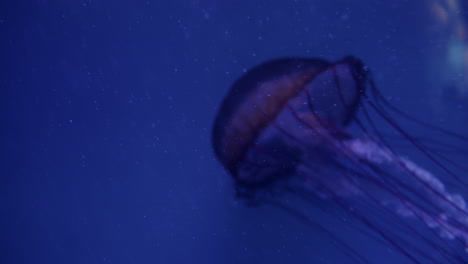 medusas en el acuario