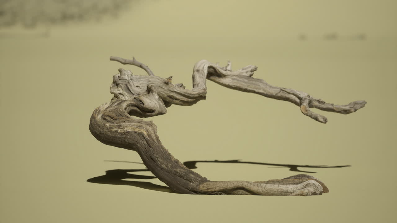 Driftwood sculpture on sunlit sand in a serene outdoor setting