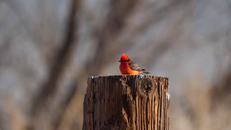 A-vermillion-flycatcher-on-a-wooden-post