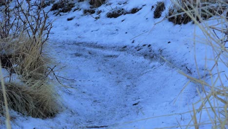 Fat-Tire-Snow-Mountain-Bike-roll-by-the-camera-on-snow-covered-trail-during-winter