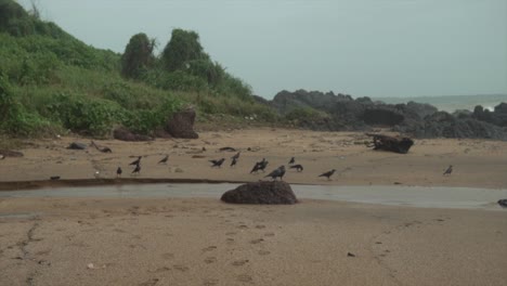 Murder-of-crows-on-the-beach