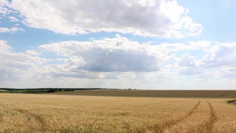 vast landscape of agricultural crops with golden ripe wheat in the countryside