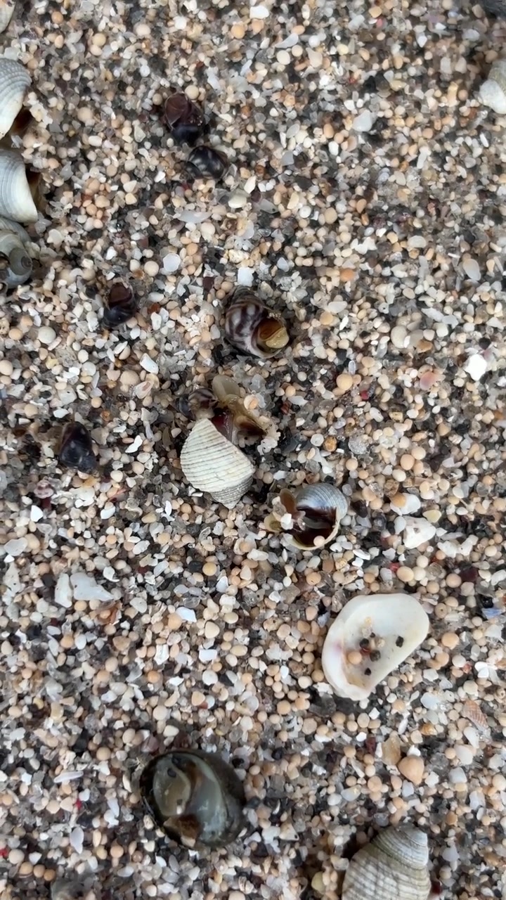 Small Hermit Crabs Crawling on Sandy Beach