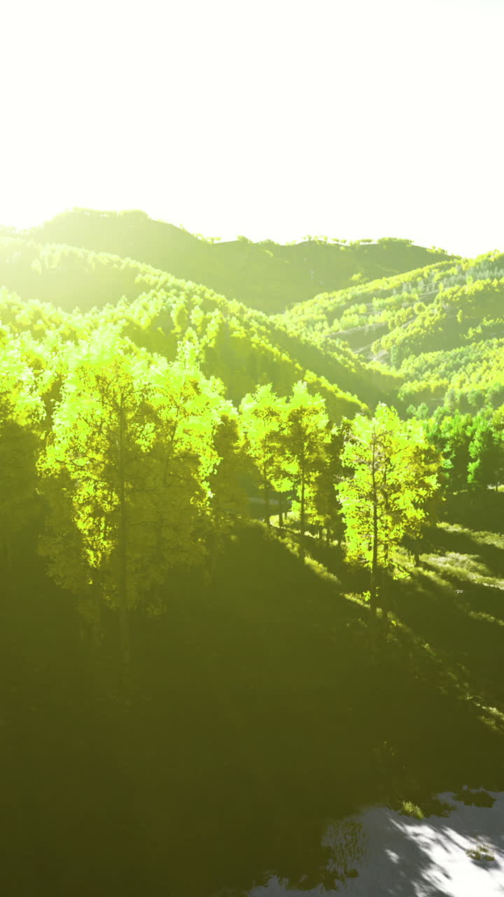 Illuminating a forested landscape trees stand tall