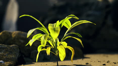 new plant sprouting in a rocky environment during bright daylight hours