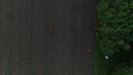 drone de arriba hacia abajo disparado sobre ciervos en un campo de trigo, noche de verano en los nórdicos