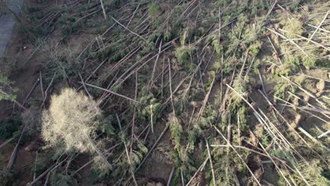 Filmische-Drohnenaufnahmen-Aus-Der-Luft,-Die-Sich-Nach-Oben-Neigen,-Um-Einen-Verwüsteten-Wald-Aus-Nadelkiefern-Zu-Enthüllen,-Die-Alle-In-Einem-Sturm-In-Schottland-Umgeweht-Wurden