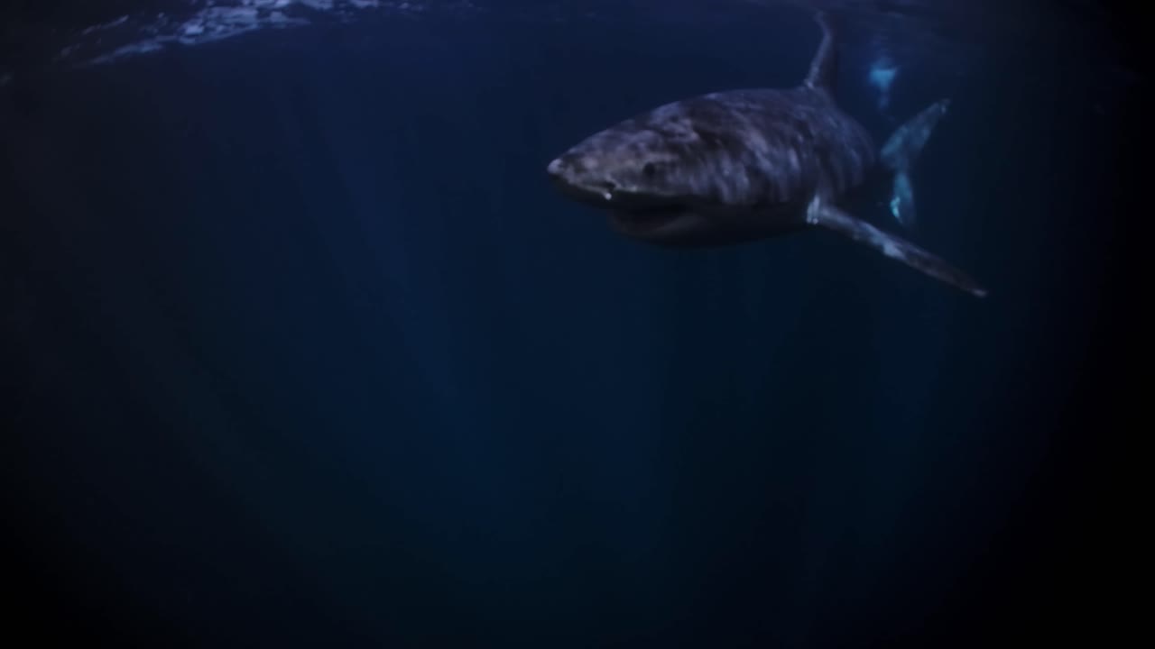 gran tiburón blanco en la noche islas de neptuno sur de australia 4k 75fps