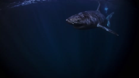 gran tiburón blanco en la noche islas de neptuno sur de australia 4k 75fps