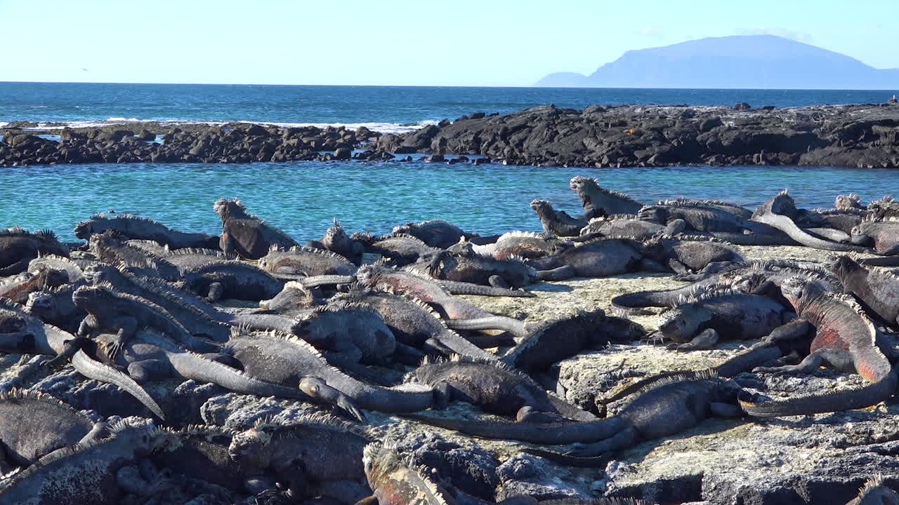 Ekvador'daki Galapagos Adaları'nda deniz iguanaları, volkanik taşların üzerinde mükemmel şekilde kamufle olmuştur 3.