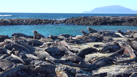 marine iguanas are perfectly camouflaged on volcanic stone in the galapagos islands ecuador 3