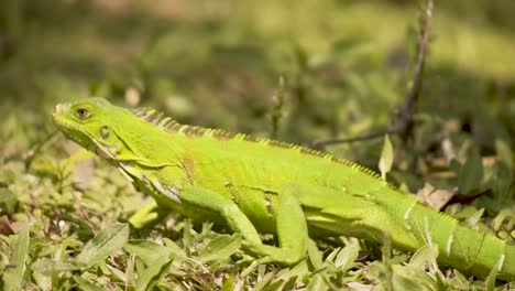 green iguana camouflaged in green grass. close up