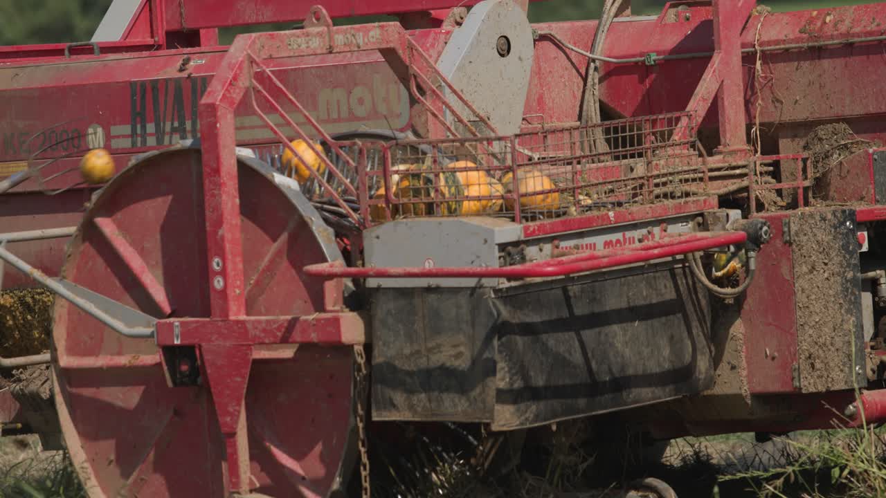 Close-Up View of Mechanical Harvester Collecting Pumpkins in a Field