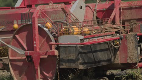 Close-Up-View-of-Mechanical-Harvester-Collecting-Pumpkins-in-a-Field