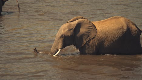 an african elephant wades into the muddy river for a swim using its trunk as a snorkel