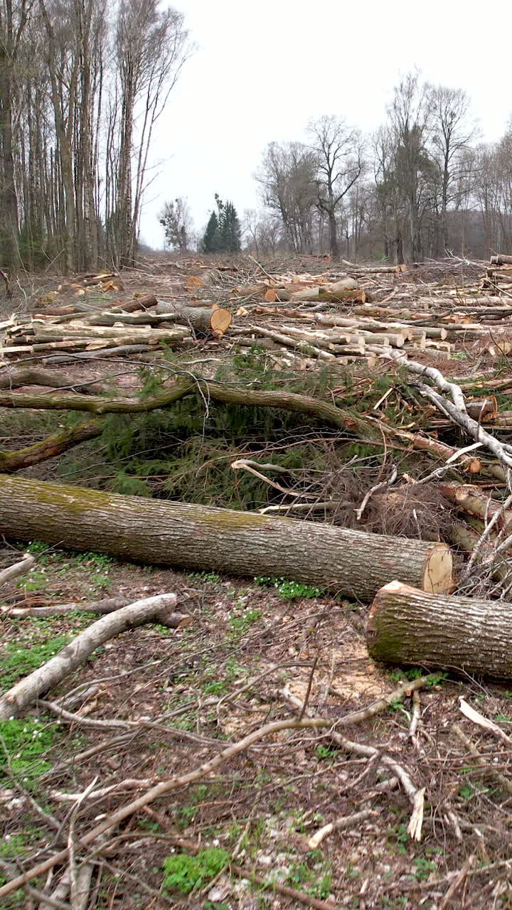 A somber view of a cleared forest area featuring cut logs and scattered branches, illustrating deforestation and industrial logging impacts