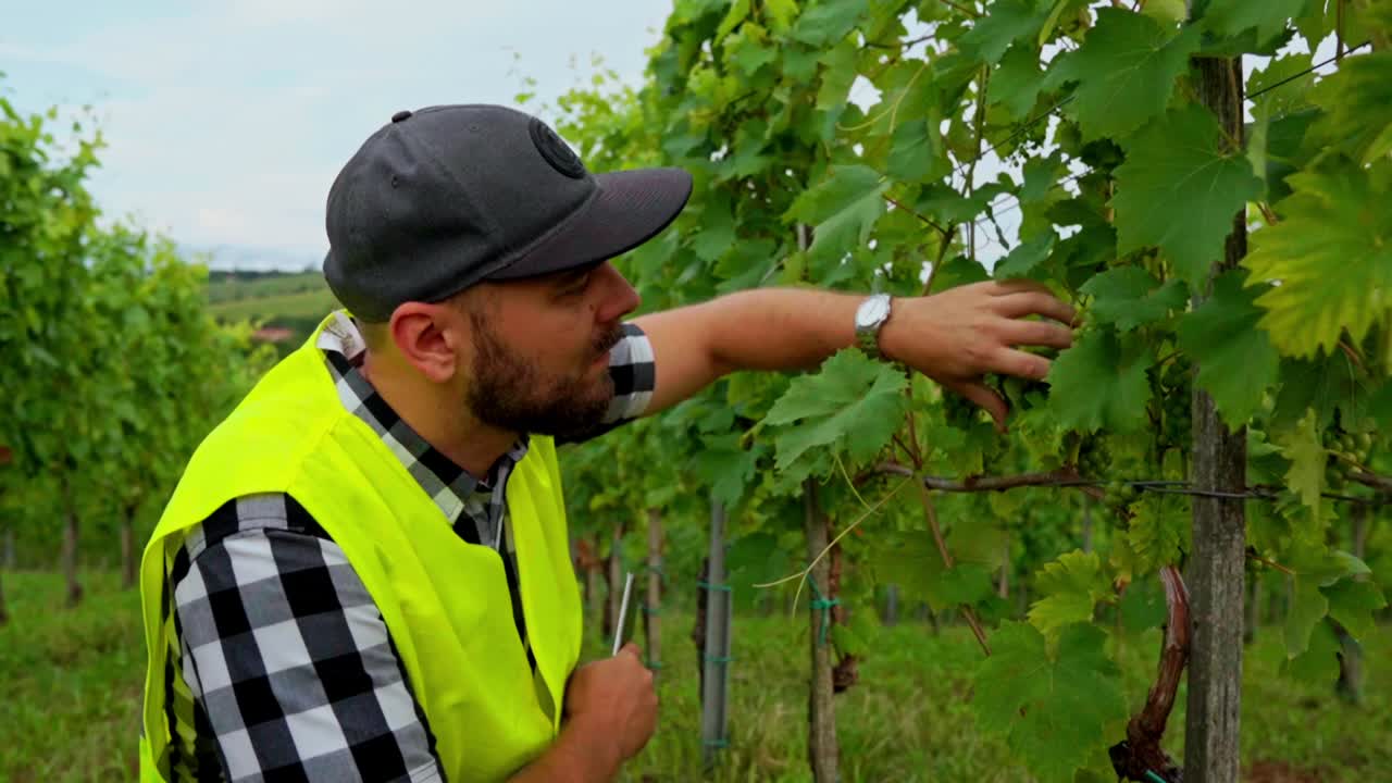 impresionantes imágenes en hd de un inspector con chaleco reflectante amarillo, caminando por un viñedo, examinando uvas y hojas, y anotando observaciones en una tableta