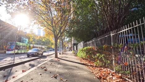 tram and cars on a tree-lined street