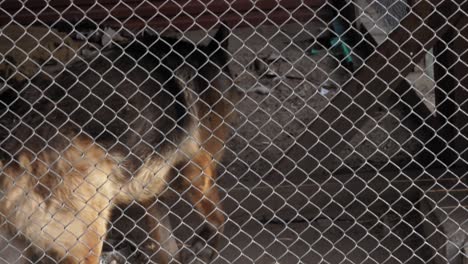 the sad dog lies on the ground in a cage