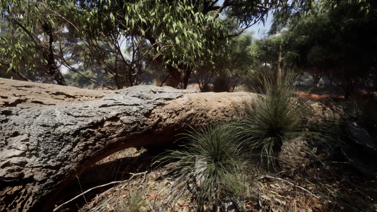 Australian Outback Landscape with Fallen Log